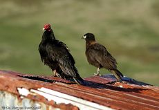 Truthahngeier (2 von 2).jpg